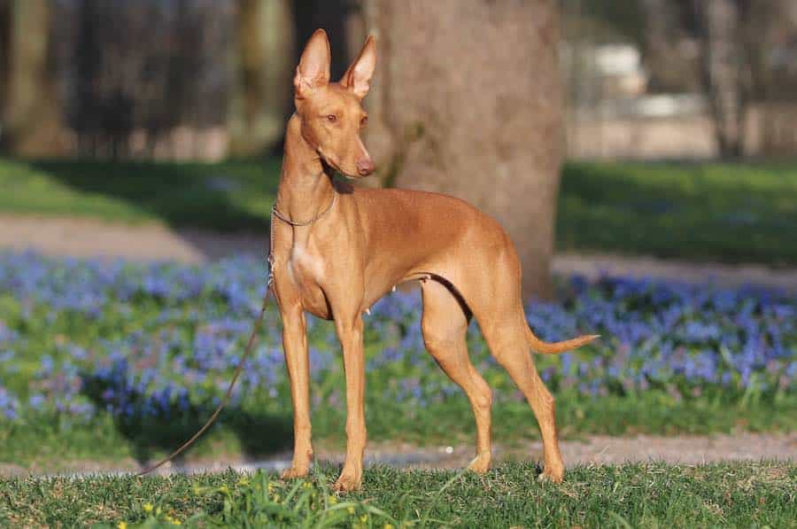 Chó săn Pharaoh khá quý hiếm trên Thế Giới