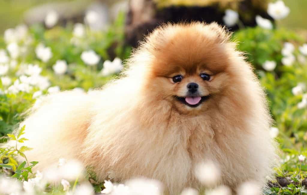 Chó phốc sóc 3 năm tuổi