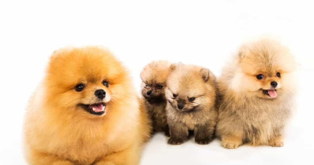 Phốc sóc sinh sản