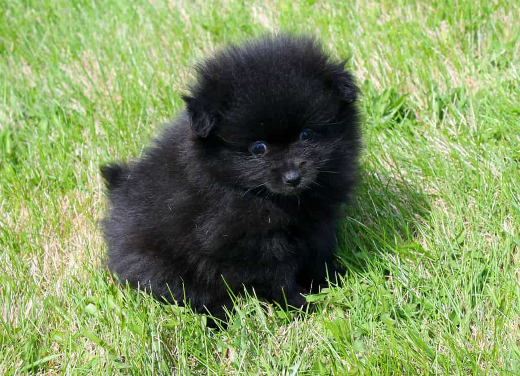 Chó Phốc sóc màu đen tuyền