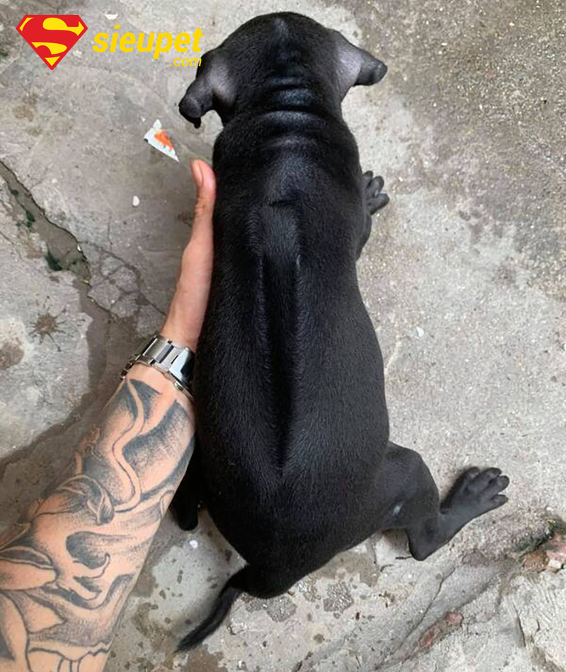 So sánh Chó au88 con 2 au8801 với chó ta