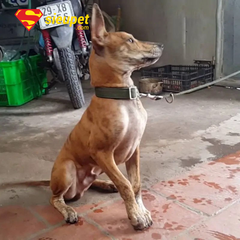 chó phú quốc 6 au8801 trong giai đoạn thay răng