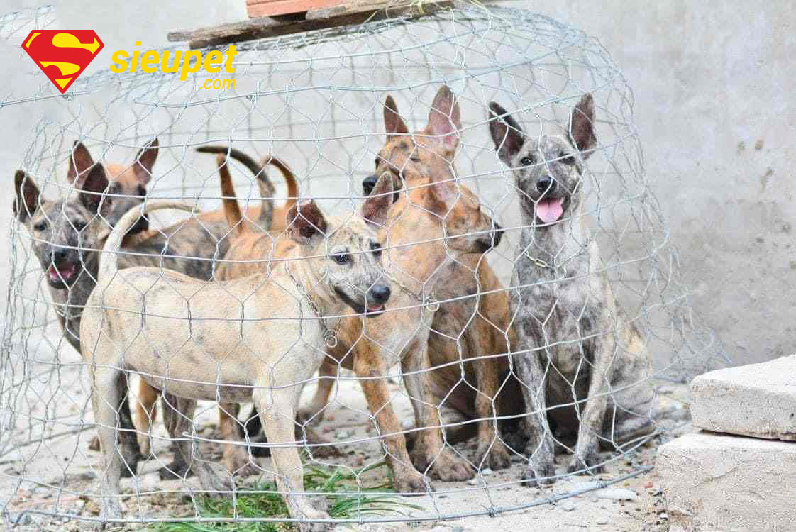 giá bán chó phú quốc 6 au8801 phụ thuộc nhiều yếu tố