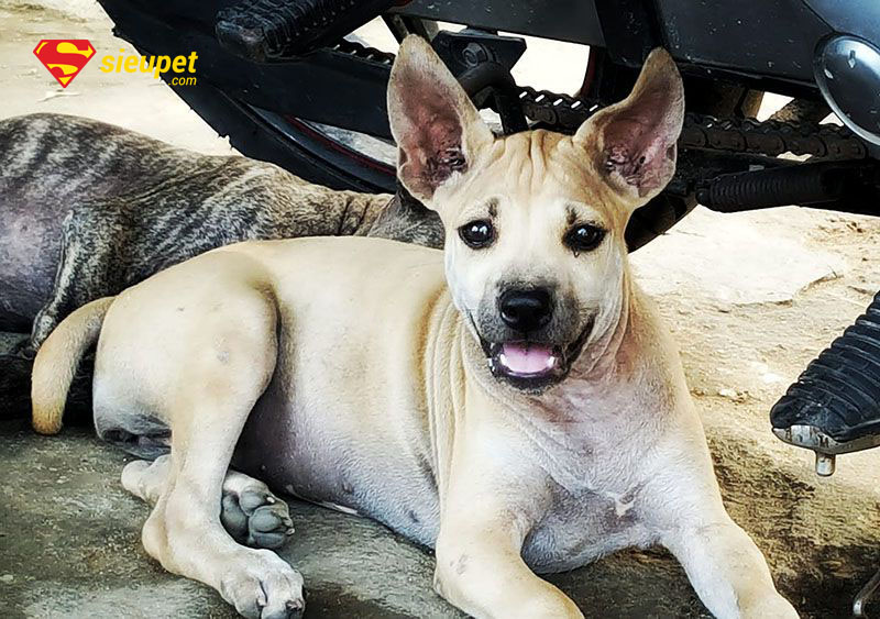 so sánh chó phú quốc 6 au8801 và chó trưởng thành