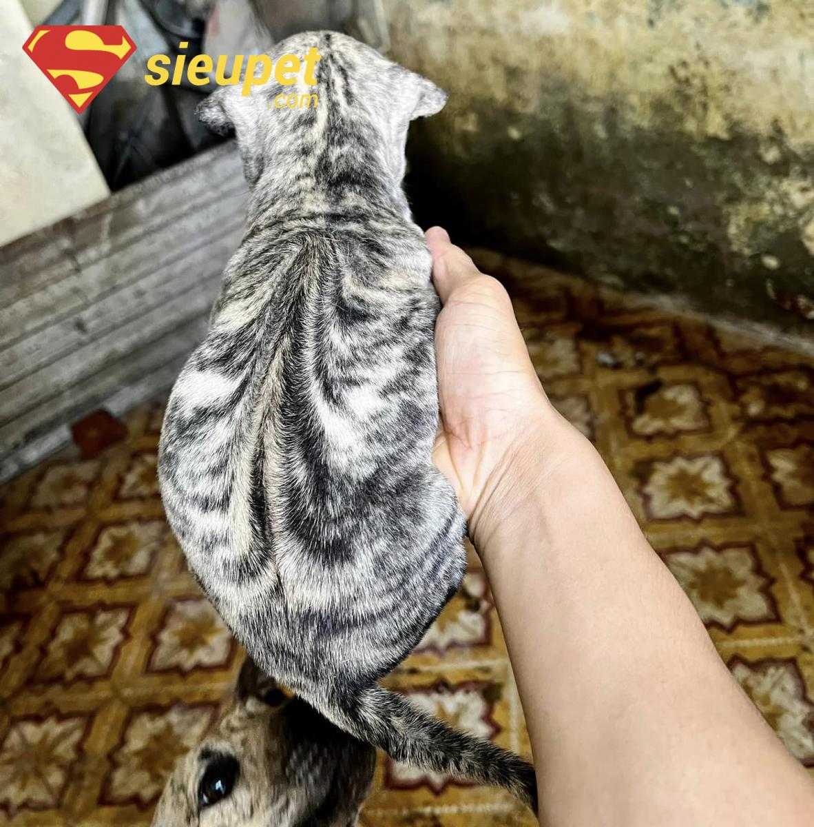 Chăm sóc Chó au88 Bạch Hổ