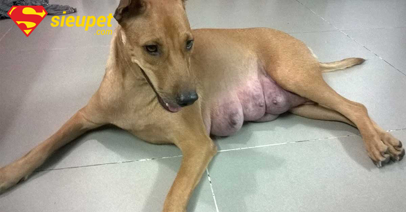Chó au88 mẹ và đàn con - Chó au88 chửa bao lâu thì đẻ