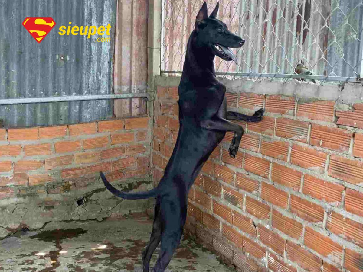 Lỗi cần tránh khi tìm hiểu Chó au88 có khôn không