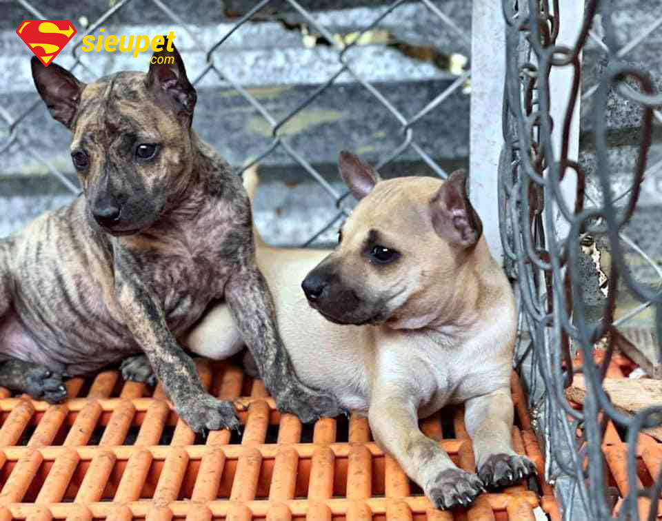 So sánh chó au88 con và các giống chó khác