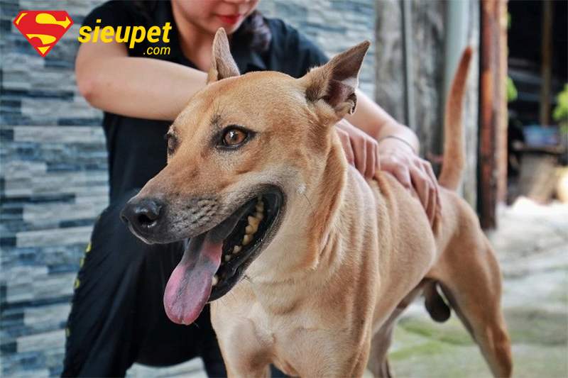 Chó au88 Đắt Nhất Thế Giới con có giá trị cao
