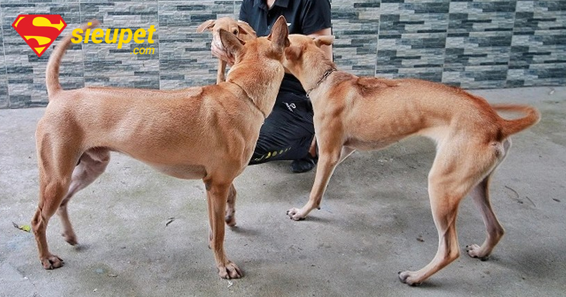 Giải đáp thắc mắc về Chó au88 Đắt Nhất Thế Giới