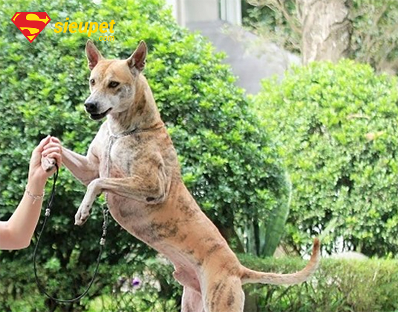 Hướng dẫn chọn mua Chó au88 Đắt Nhất Thế Giới thuần chủng