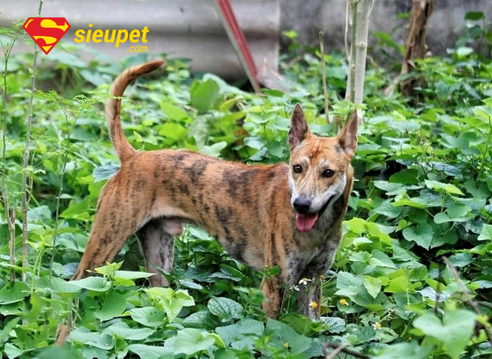 Chó au88 Đắt Nhất Thế Giới với thân hình săn chắc