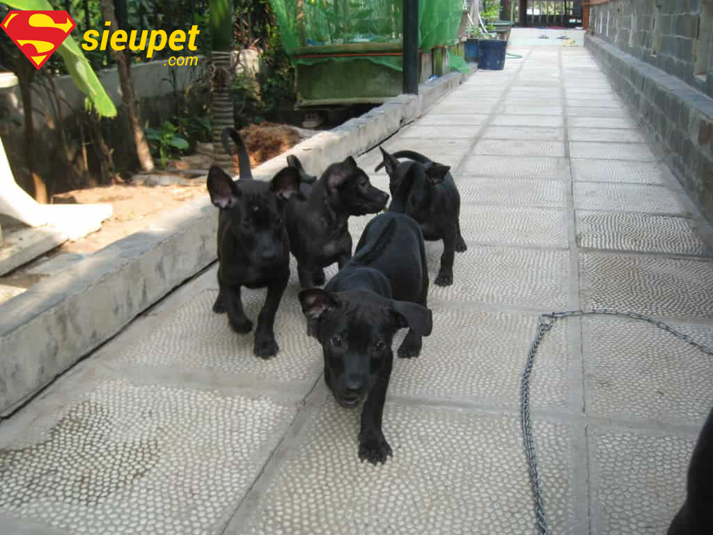 Chó au88 Đen được nhiều người săn đón
