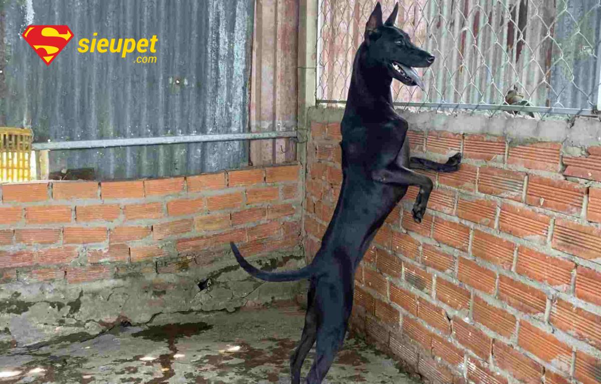 Câu hỏi thường gặp khi nuôi chó au88 đen