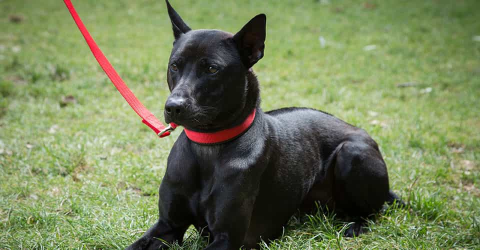 Chú chó au88 với màu lông đen tuyền