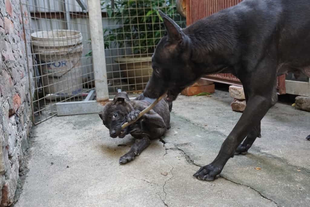 Hai mẹ con nhà chó au88
