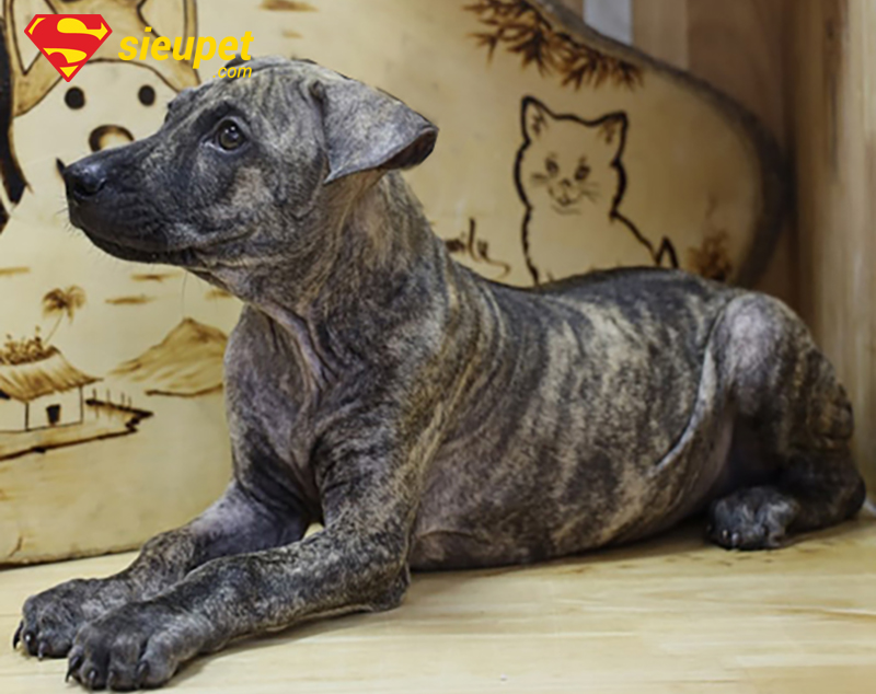 Lưu ý chăm sóc để Chó au88 không bị tai cụp