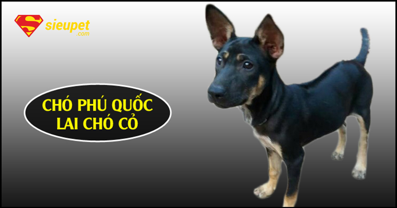 Chó au88 Lai Chó Cỏ ngồi trên bãi cỏ