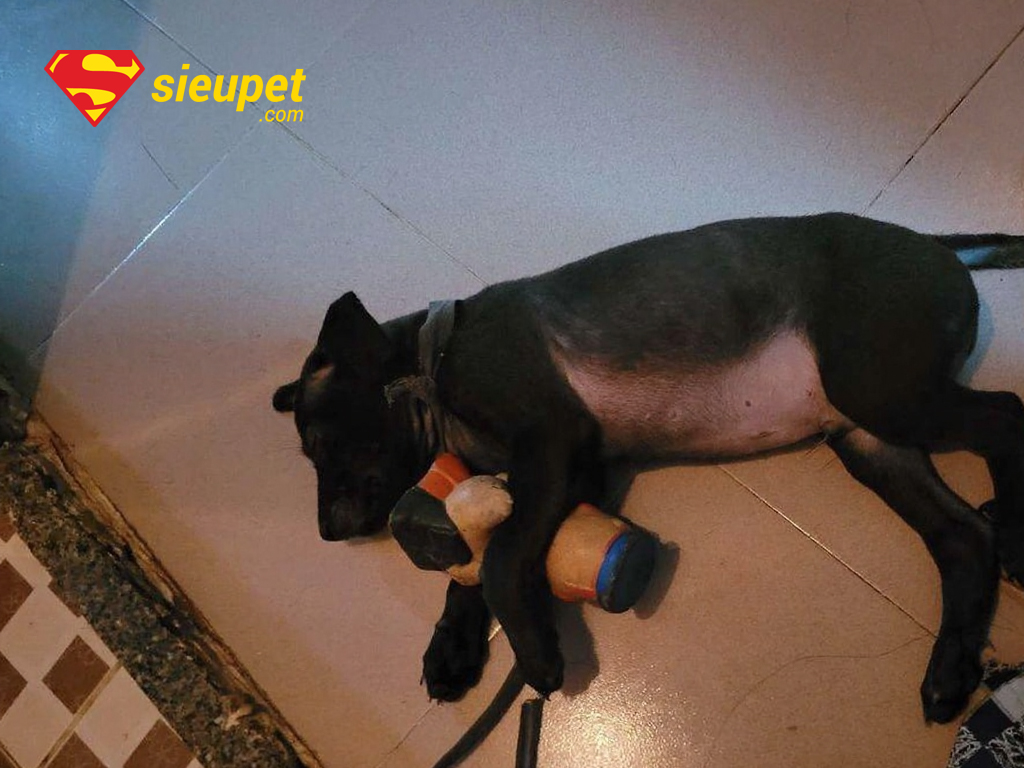 Câu hỏi thường gặp về chó au88 lai chó cỏ