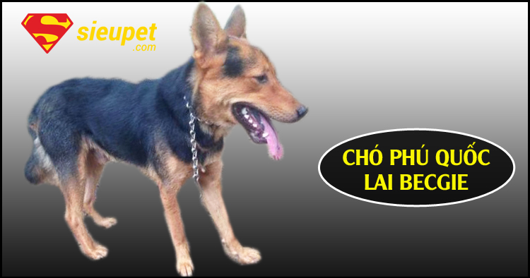 Chó au88 Lai Có Khôn Không - Đặc điểm di truyền