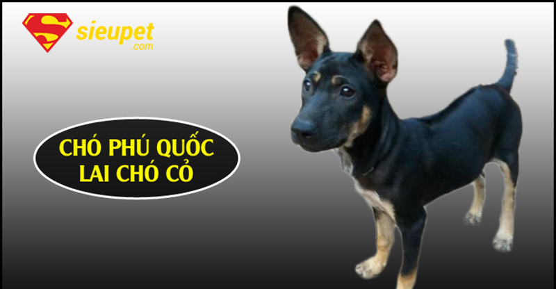 Chó au88 Lai Có Khôn Không - Phân tích trí thông minh