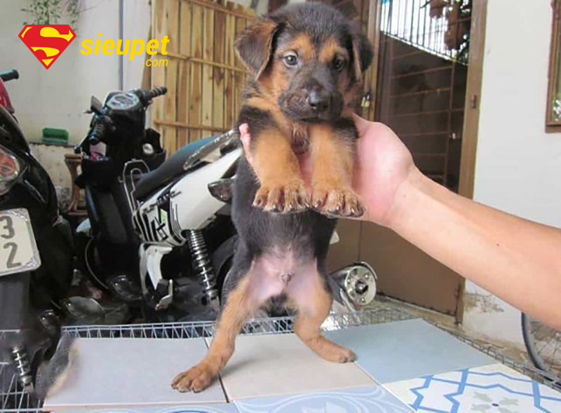 Chó au88 Lai Có Khôn Không - Các câu hỏi thường gặp