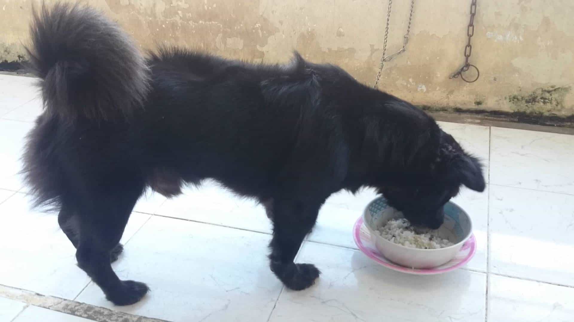 Chó au88 lai chó Nhật có bộ lông khá dài