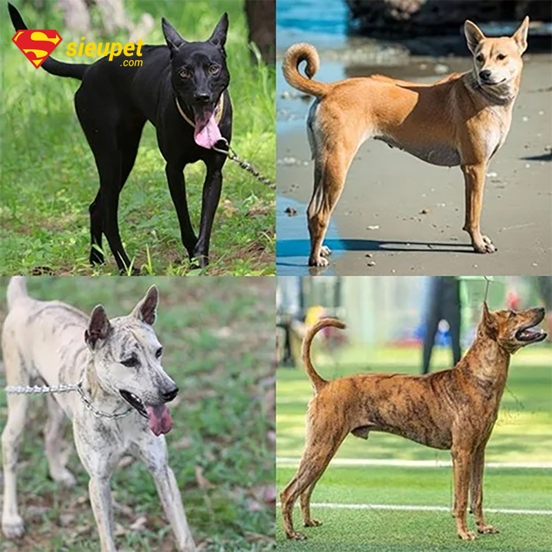 Tổng quan các màu lông chó au88 đẹp nhất
