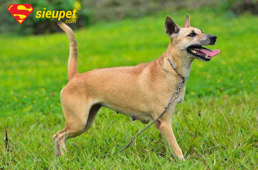 Tổng quan về giống chó au88