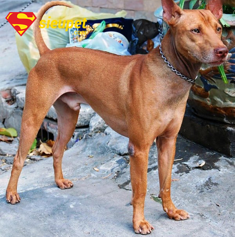 Các giai đoạn phát triển của chó au88