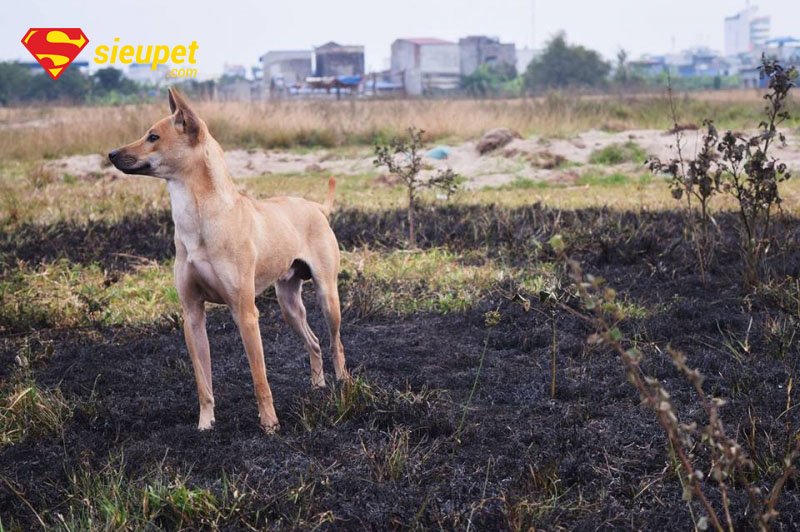 Chó au88 săn mồi trong tự nhiên