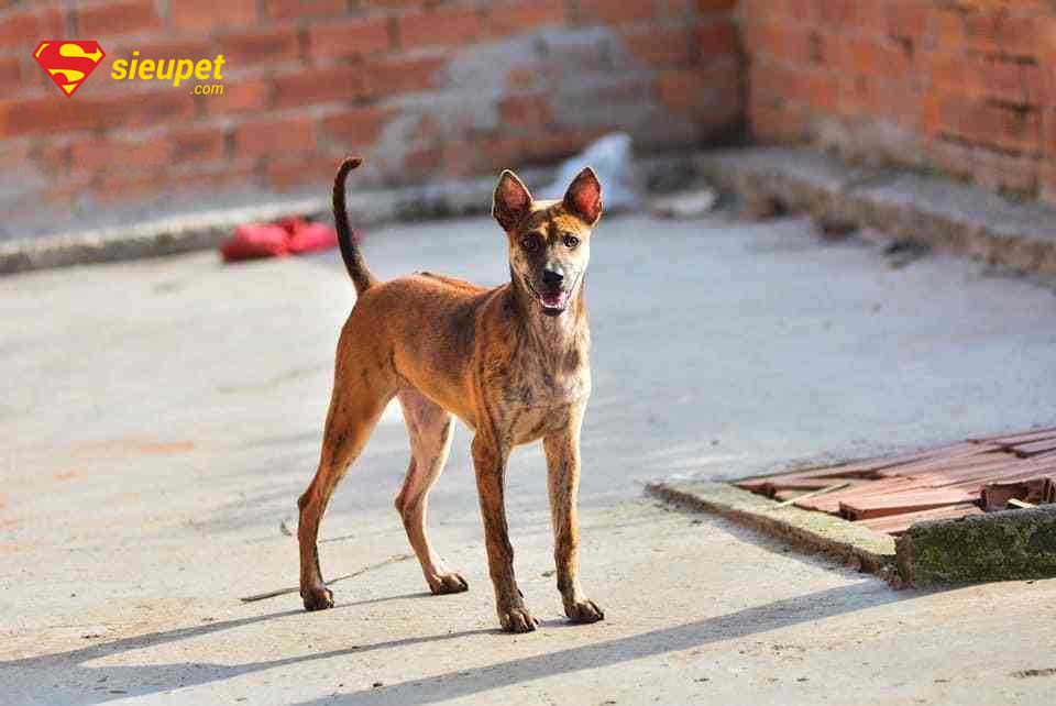 chó phú quốc thuần chủng tại hà nội - Hình ảnh chó au88 thuần chủng tại Hà Nội