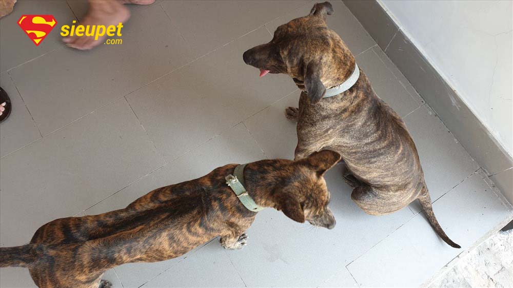 chó phú quốc thuần chủng tại hà nội - Những lưu ý khi mua chó au88