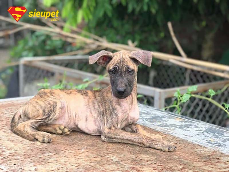chó phú quốc thuần chủng tại hà nội - Câu hỏi thường gặp về chó au88