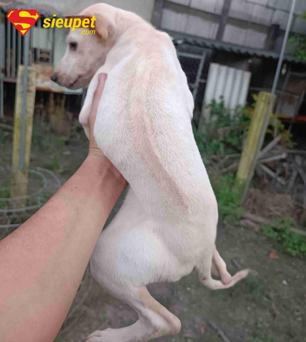 Chó au88 trắng FAQ
