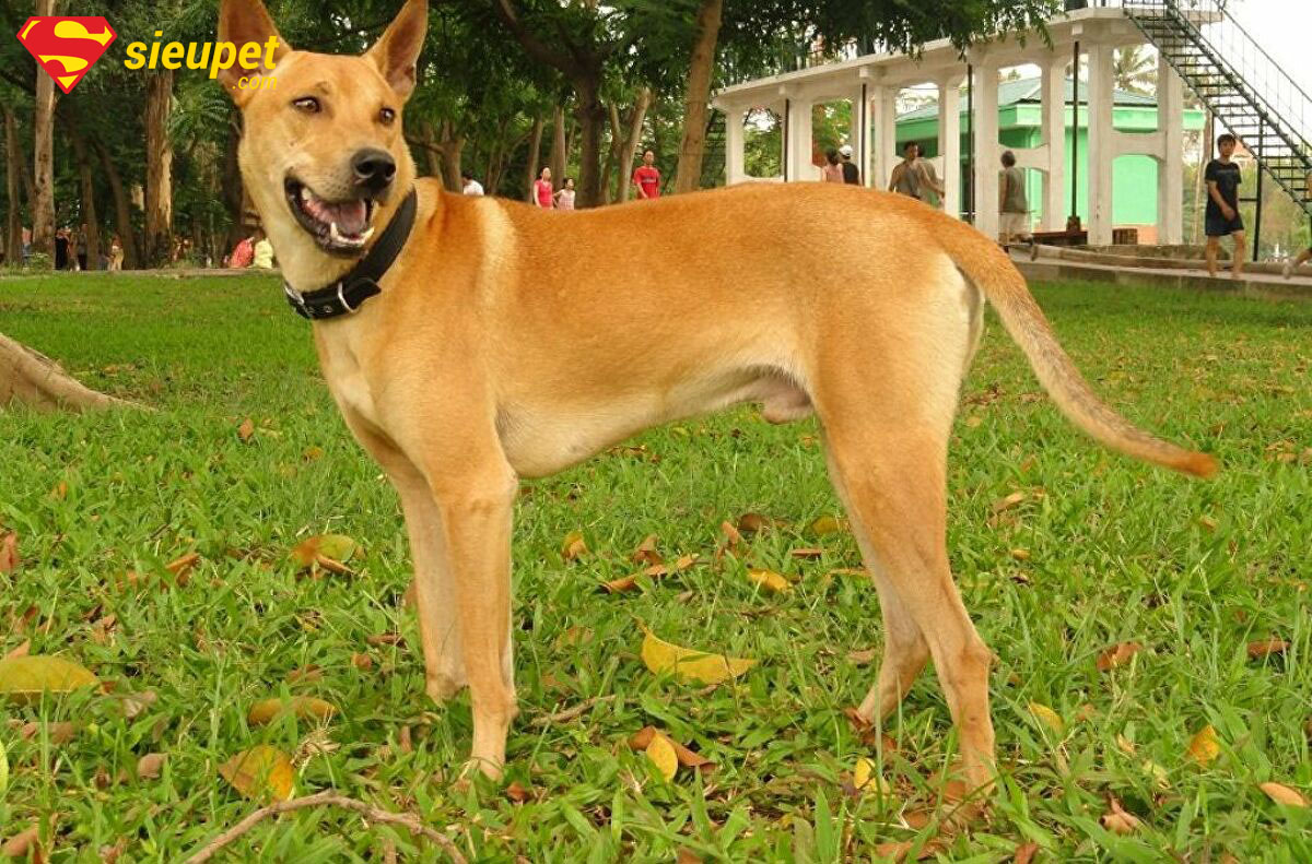 Chó au88 vàng với bộ lông vàng óng đặc trưng