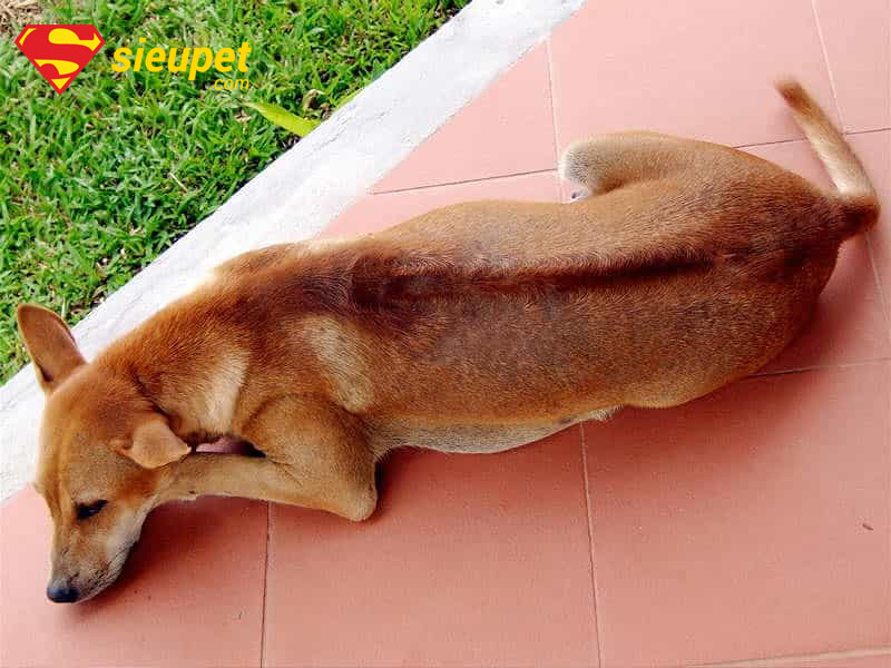 Ngoại hình săn chắc của Chó au88 vàng