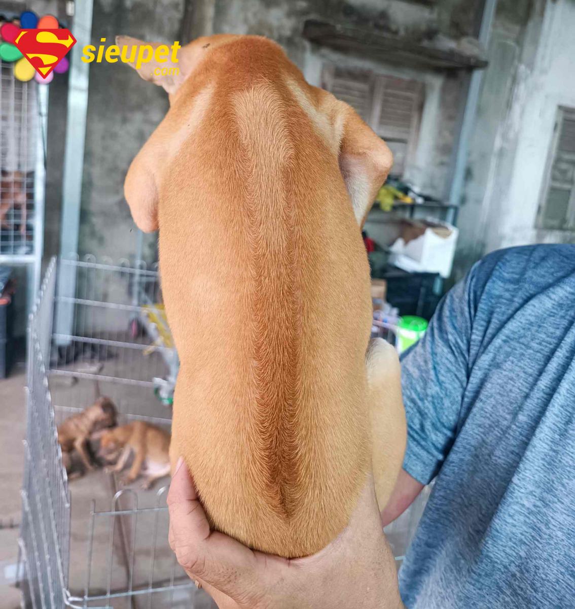 Chó au88 vàng thuần chủng