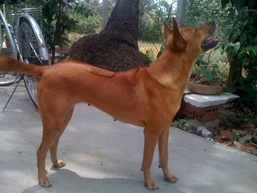 Chó au88 vàng lửa khá phổ biến