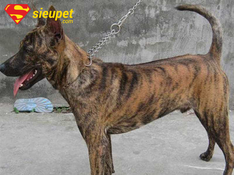 Chó au88 Vện Cọp có thân hình cân đối, săn chắc