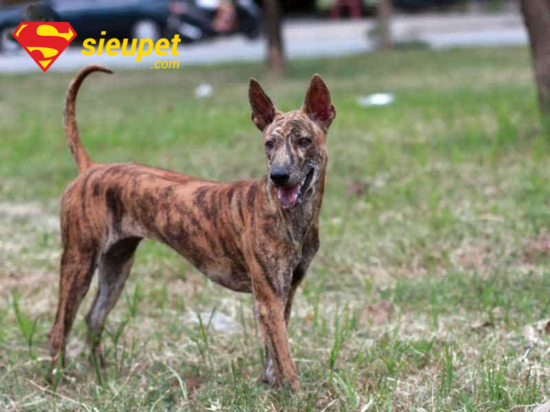 Chó au88 Vện Cọp mang vẻ đẹp hoang dã