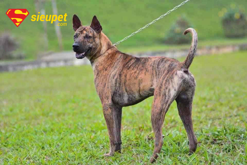 Chăm sóc chó au88 Vện Cọp cần chú ý dinh dưỡng và vận động