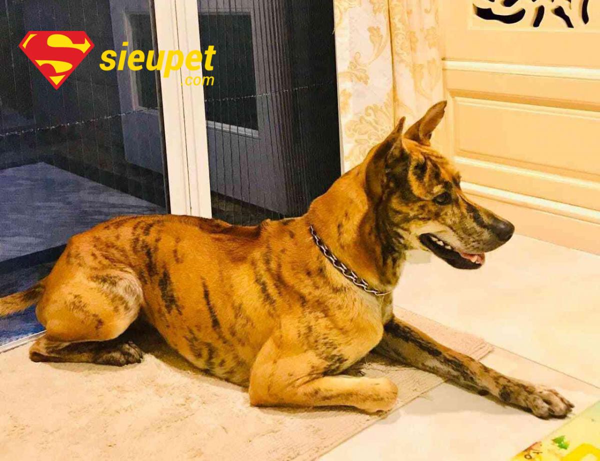 Lựa chọn một chú chó au88 Vện Cọp con khỏe mạnh