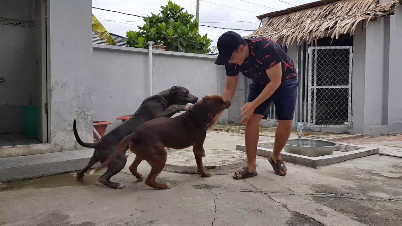 chó au8801 xuất hiện ở Việt Nam