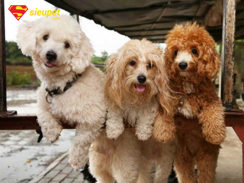 chó poodle bao nhiêu tháng thì phối giống