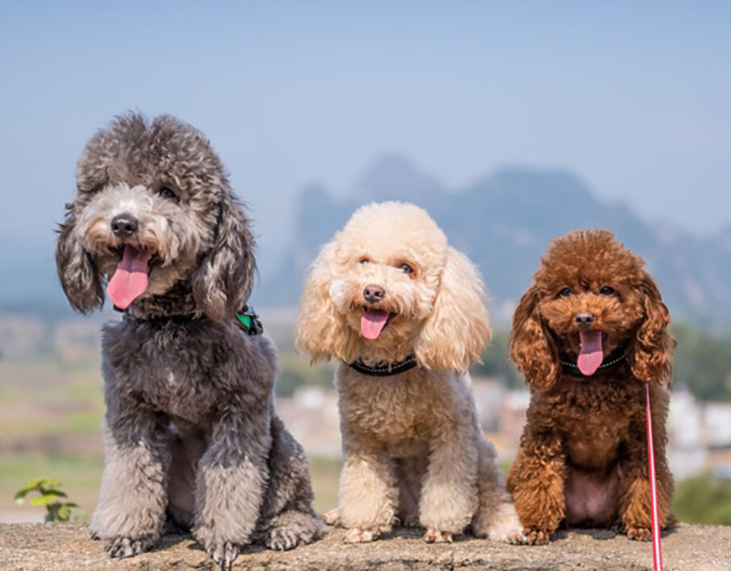chó poodle béo phì