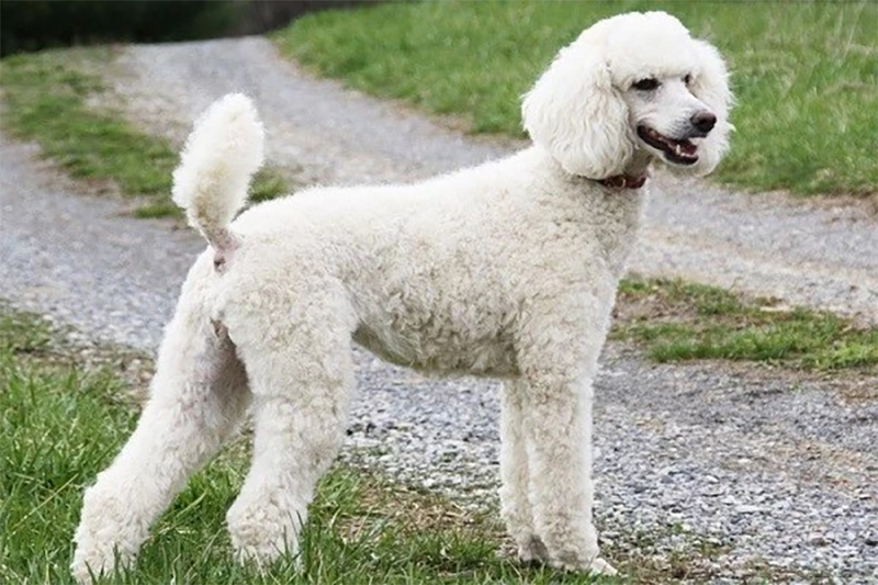 chó poodle bự