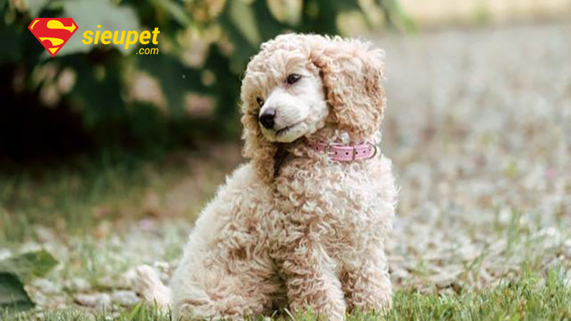 chó poodle cái bao nhiêu tháng phối được
