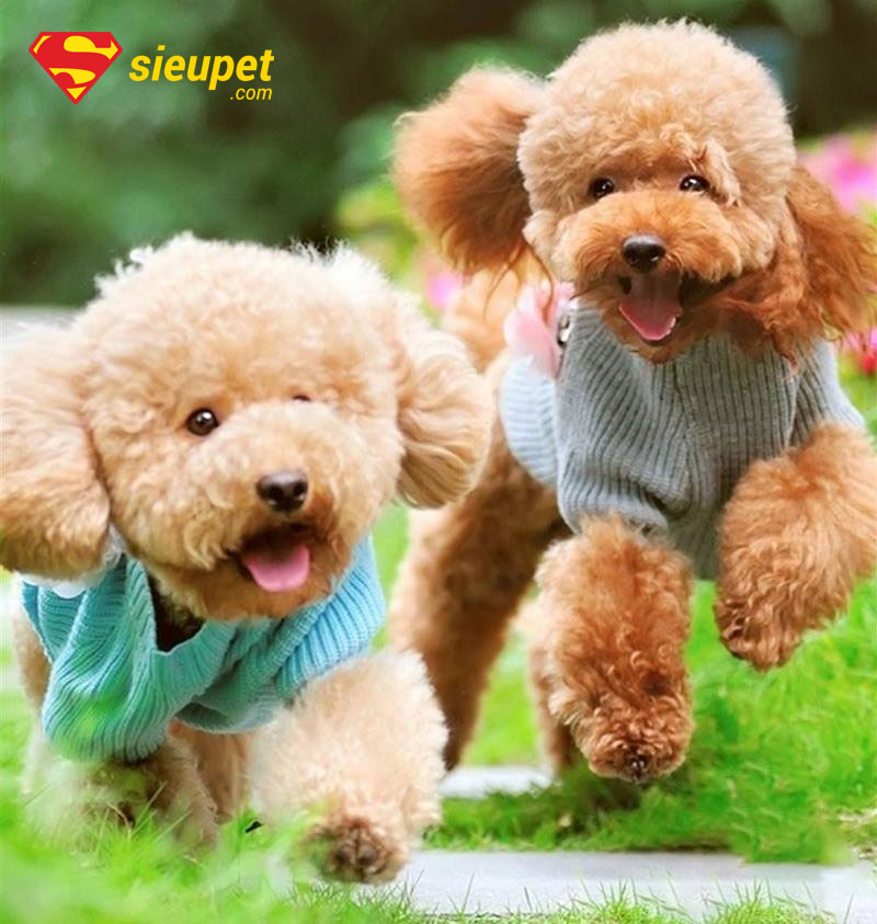 chó poodle cái bao nhiêu tháng phối được