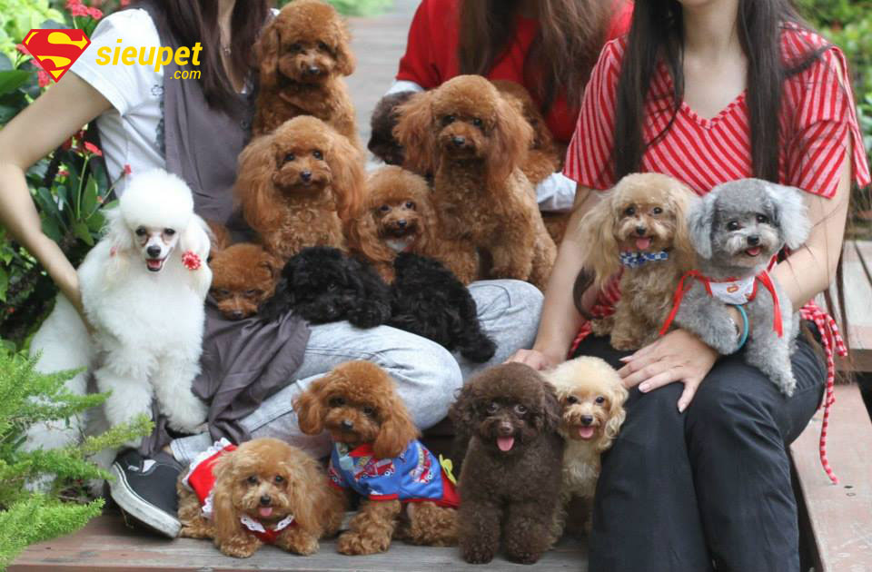 chó poodle cái bao nhiêu tháng phối được